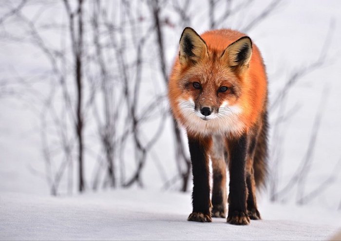 Fox Animal Nature Winter Fauna Roux